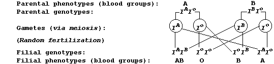 Genetic diagram for offspring of parents (heterozygous for blood groups A and B)