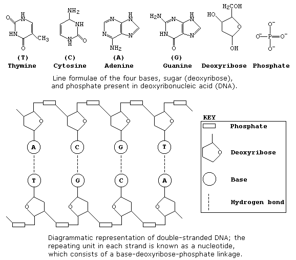 Line formulae of the components of DNA and diagrammatic representation of double-stranded DNA