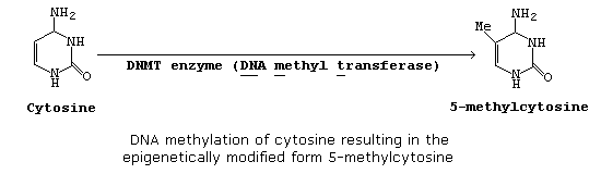 Methylation of cytosine