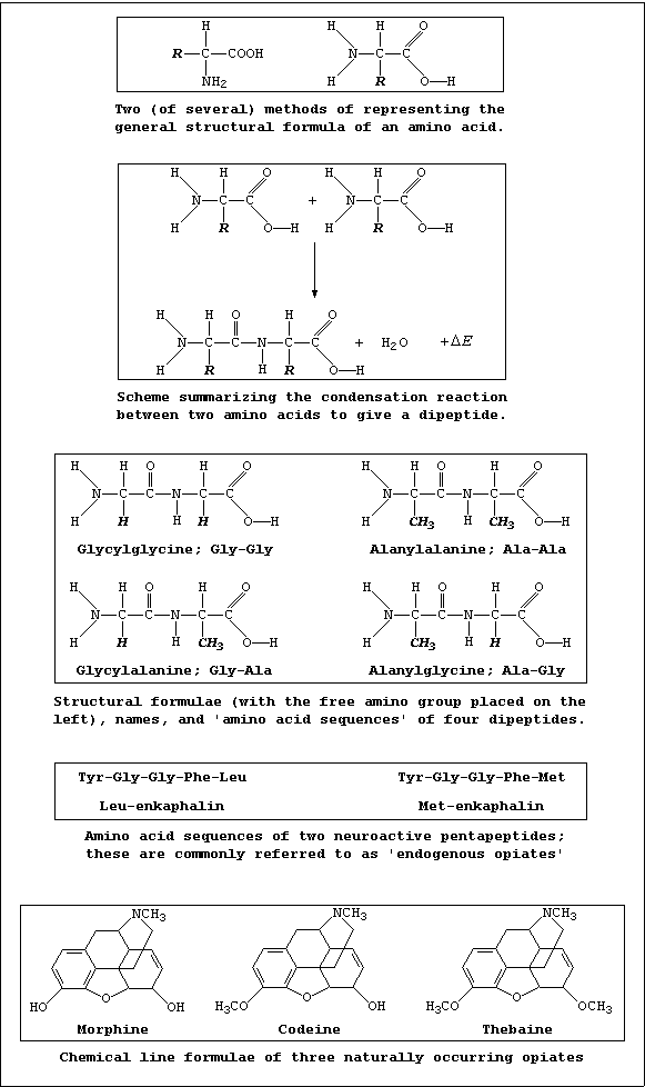 Reference Sheet 2 [including the reaction scheme for condensation, amino acid sequences of four dipeptides and two pentapeptides (enkaphalins), and the line formulae of three opiates]