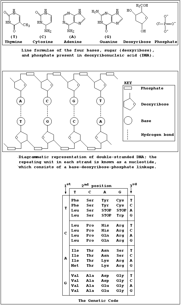 Reference Sheet 3 [Line formulae of the components of DNA, diagrammatic representation of double-stranded DNA, and table of The Genetic Code for the genetically controlled amino acids]