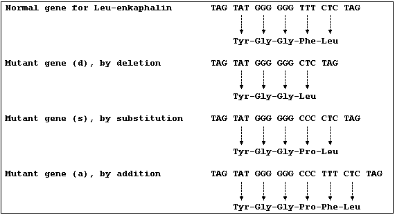 One correct base sequence for Leu-enkaphalin and base sequences of three mutant genes