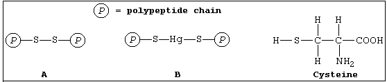 Diagrams 'A' & 'B' and structural formula of cysteine