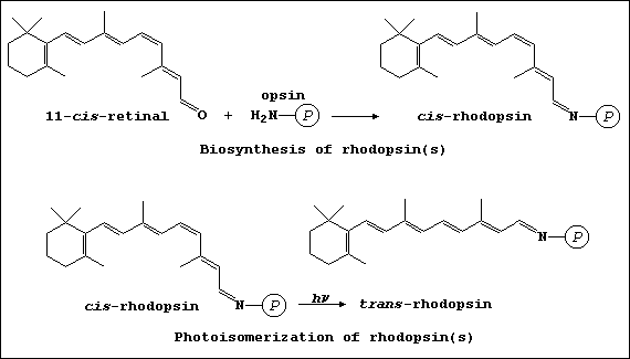 Reaction schemes for biosynthesis and photoisomerization of rhodopsin(s)