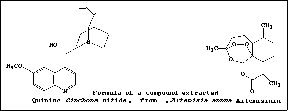 Line formula of one compound extracted from Cinchona nitida and one from Artemisia annua