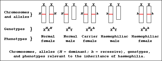 Chromosomes, alleles, genotypes, and phenotypes for the sex-linked trait h(a)emophilia