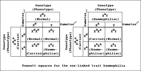 Punnett squares for the sex-linked trait h(a)emophilia
