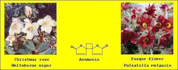 Diagrams of Heleborus niger & Pulsatilla vulgaris ('Red cloak' variety) and line formula of anemonin