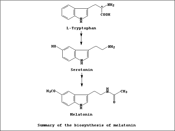 A summary of the biosynthesis of melatonin