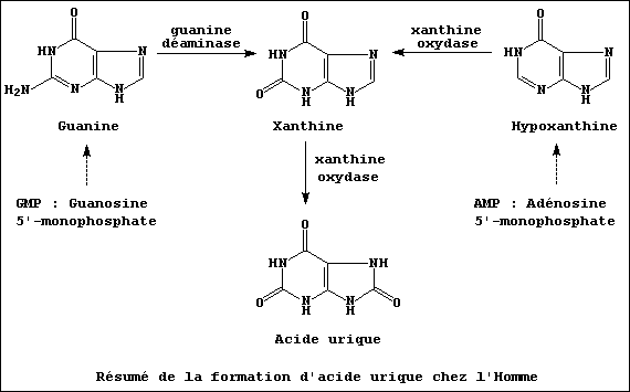 A summary of the biosynthesis of uric acid [Fr.]